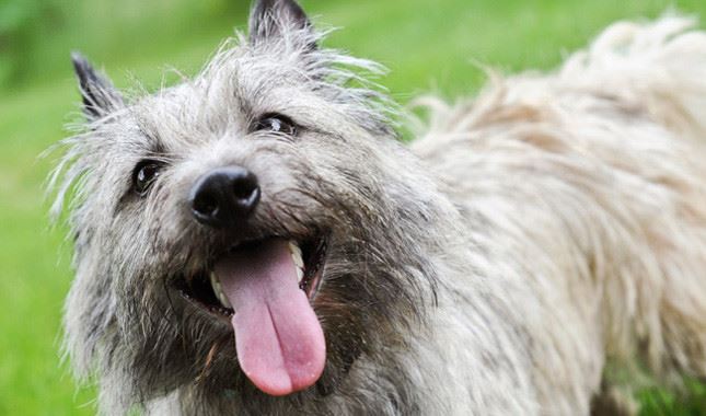 Cairn Terrier