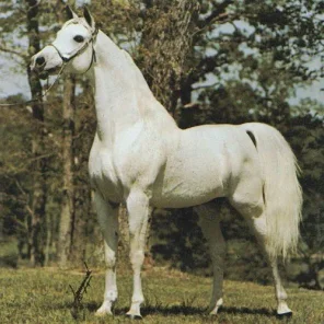 ANSATA SHAH ZAMAN