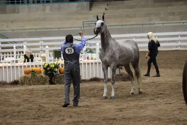 WESTERN CAROLINA’S ARABIAN SHOW November 2-4 , 2012