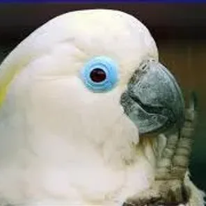 Blue-Eyed