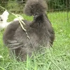 non-Bearded Gray Silkie Bantam
