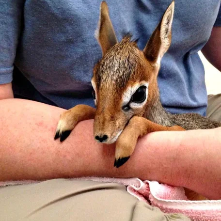 Keepers Raise Tiny Dik Dik at Pueblo Zoo