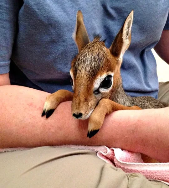 Keepers Raise Tiny Dik Dik at Pueblo Zoo