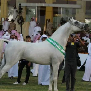 Murad Al Orobah