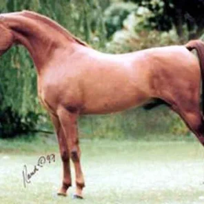 Niyashin El Shaklan