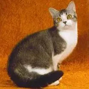 American Wirehair