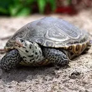 Diamond Back Terrapin