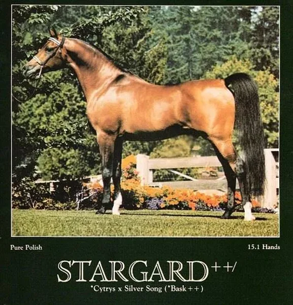 Stargard