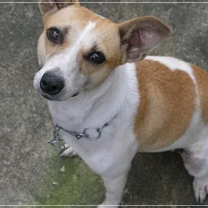 20 Low Maintenance Dog Breeds For You - Part II