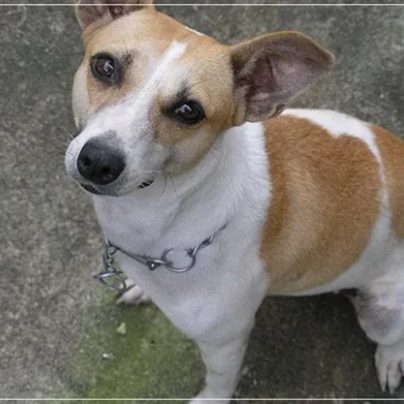 If you have always longed to have a canine pet and have not been able to do so because of lack of time, then think again. There are a few Low Maintenance Dog Breeds.