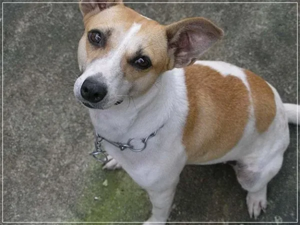If you have always longed to have a canine pet and have not been able to do so because of lack of time, then think again. There are a few Low Maintenance Dog Breeds.