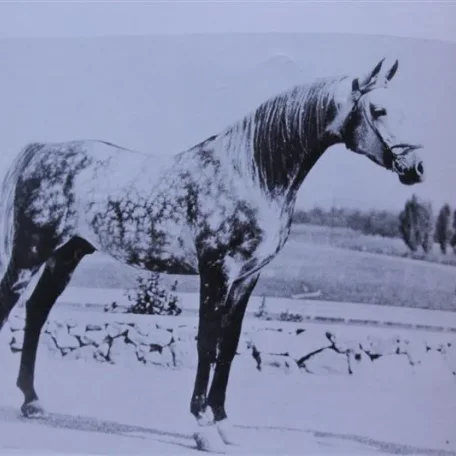 Pomona Ahmen (Raseyn x Nakkla) grey stallion, foaled November 25, 1944
bred by Uited States Government