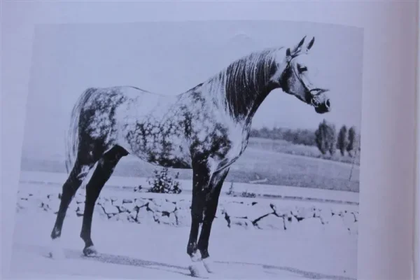 Pomona Ahmen (Raseyn x Nakkla) grey stallion, foaled November 25, 1944
bred by Uited States Government