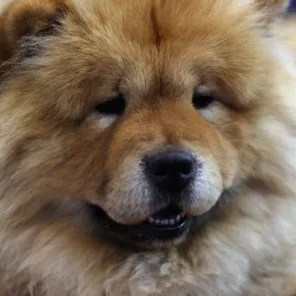 The Twelve Most Difficult Dogs To Train