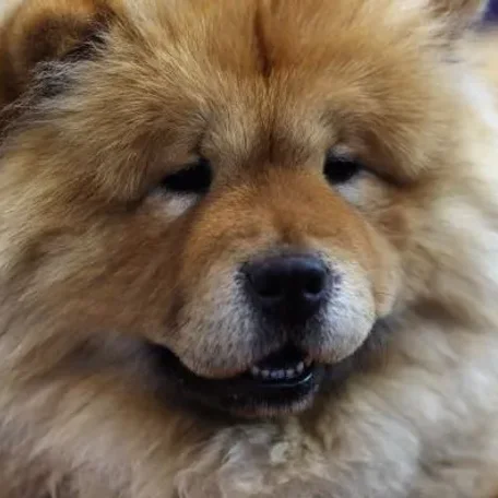 Difficult dogs to train