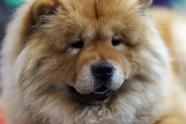 Difficult dogs to train