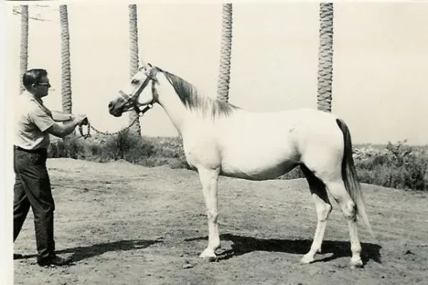 ANSATA BINT Sameh