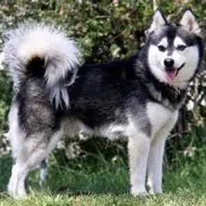 Alaskan Klee Kai