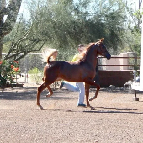 Luxemere Tulio ( Trussardi x LM Magnified )