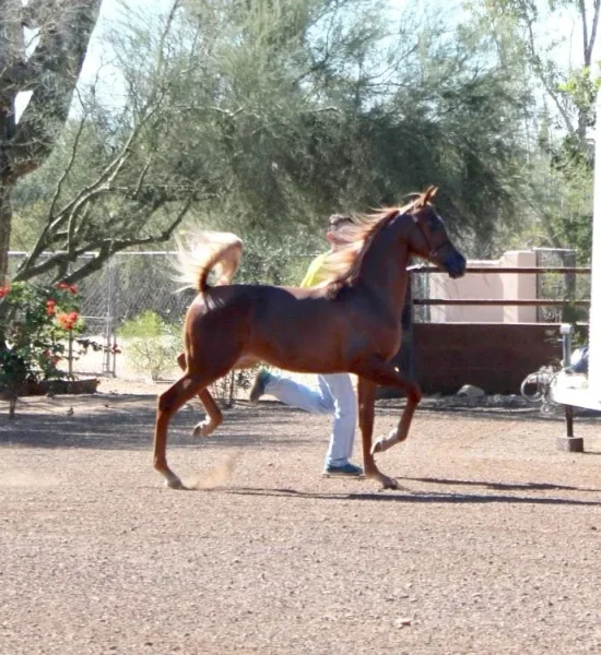 Luxemere Tulio ( Trussardi x LM Magnified )