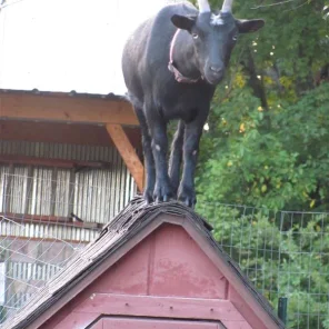 Rosie Goat