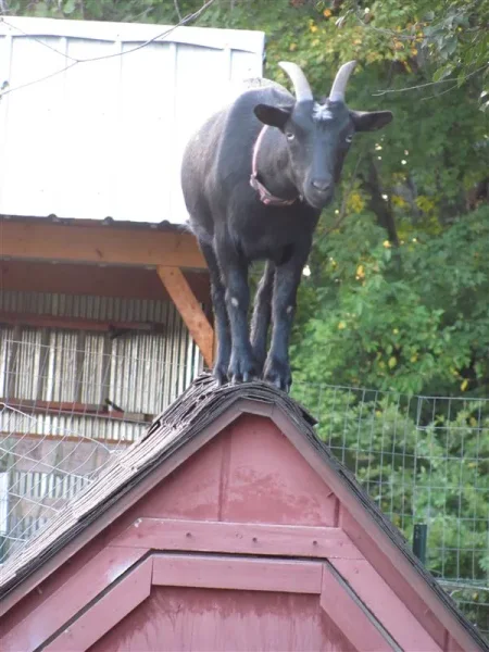 Rosie Goat