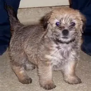 Scotti Apso (Designer Dog)
