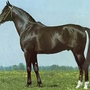 EL AZRAK