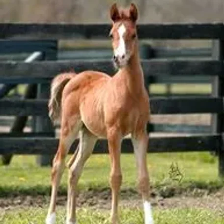 ANZA MARNINA (Anza Padron x Afire Bey Melody) proudly owned by Sue Martin.