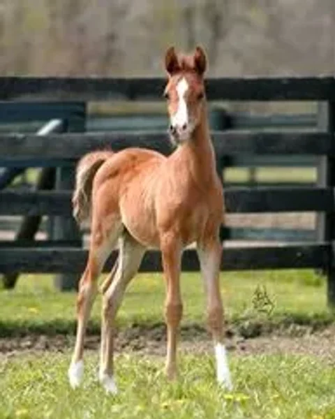 ANZA MARNINA (Anza Padron x Afire Bey Melody) proudly owned by Sue Martin.