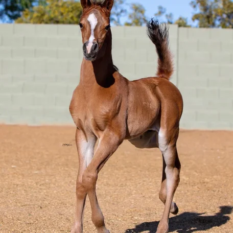 Luxemere Lamont (Luxemere Latour x Maya Monet)