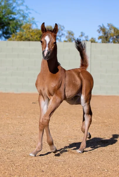 Luxemere Lamont (Luxemere Latour x Maya Monet)
