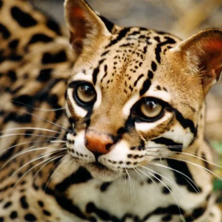 Drake's very rare and endangered species - the Ocelot. As time passes the only way some of the rarest animals will live on may very well be because wealthy folks protect and cultivate them.