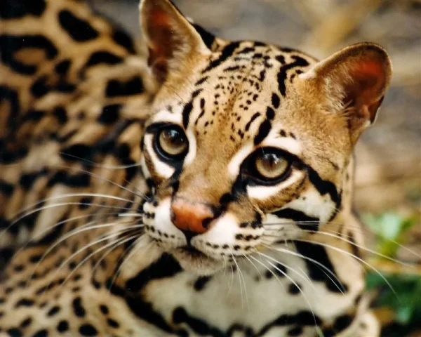 Drake's very rare and endangered species - the Ocelot. As time passes the only way some of the rarest animals will live on may very well be because wealthy folks protect and cultivate them.