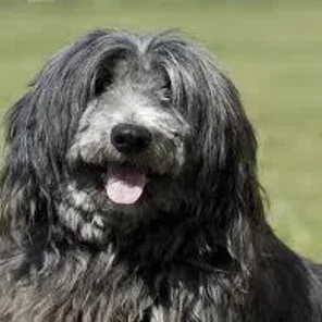 Lacasapoo (Designer Dog)