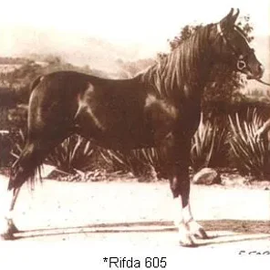 Rifda