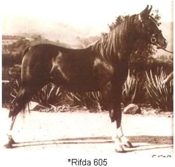 Rifda