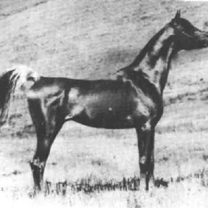 SHAKER EL MASRI