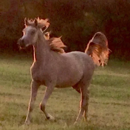 Amaal A ( Al Maliik x Estorria A )