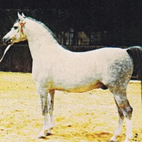 GALERO