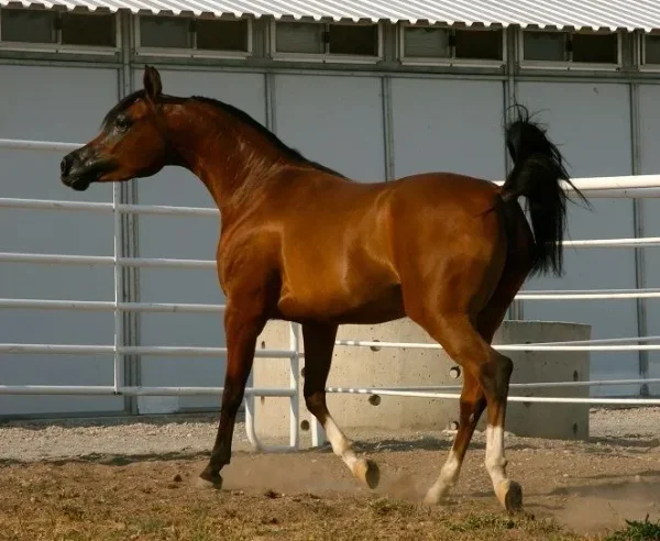 LADY MYSTIQUE M