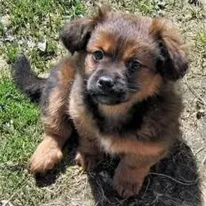 Silky Tzu (Designer Dog)