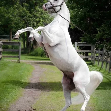 I'm a really be fan of this beautiful stallion and when I saw that Penny Lane Arabians had join Pedegru I wanted them to see how highly I thought of their stallion and create his profile for them!