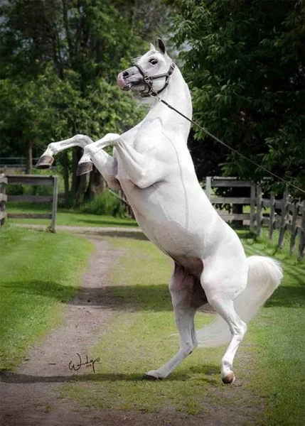 I'm a really be fan of this beautiful stallion and when I saw that Penny Lane Arabians had join Pedegru I wanted them to see how highly I thought of their stallion and create his profile for them!