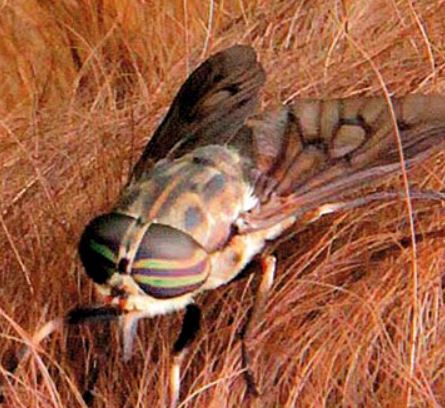 Horse dies after being tormented by horseflies