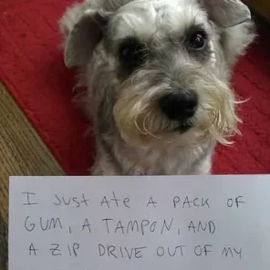 Naughty Dogs