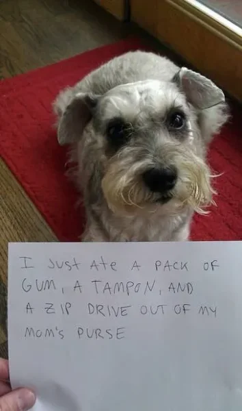 Naughty Dogs