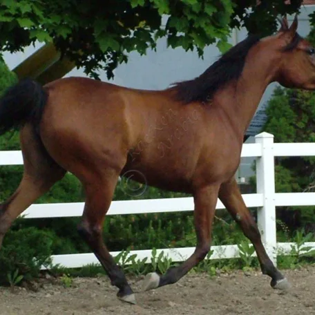 Fantasy M {Thee Masterpiece x WB First Edition (Ponomarev). Foaled 2009. Bred by McLaughlin Arabians. Owned by Ken & RaNae B Bangerter, Ut, USA.