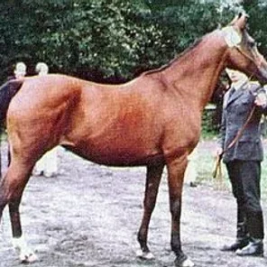Arba