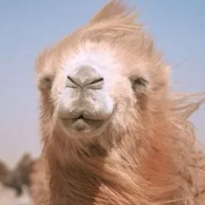 What About Camels